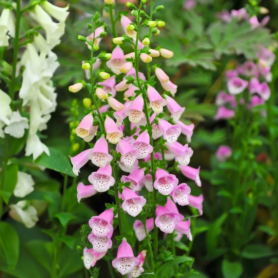 📣 Limited Supply 🌱 Stunning Foxglove Seeds