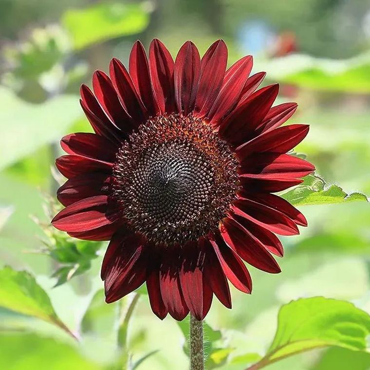 🍫🍒🌻Chocolate Cherry Sunflower Seeds