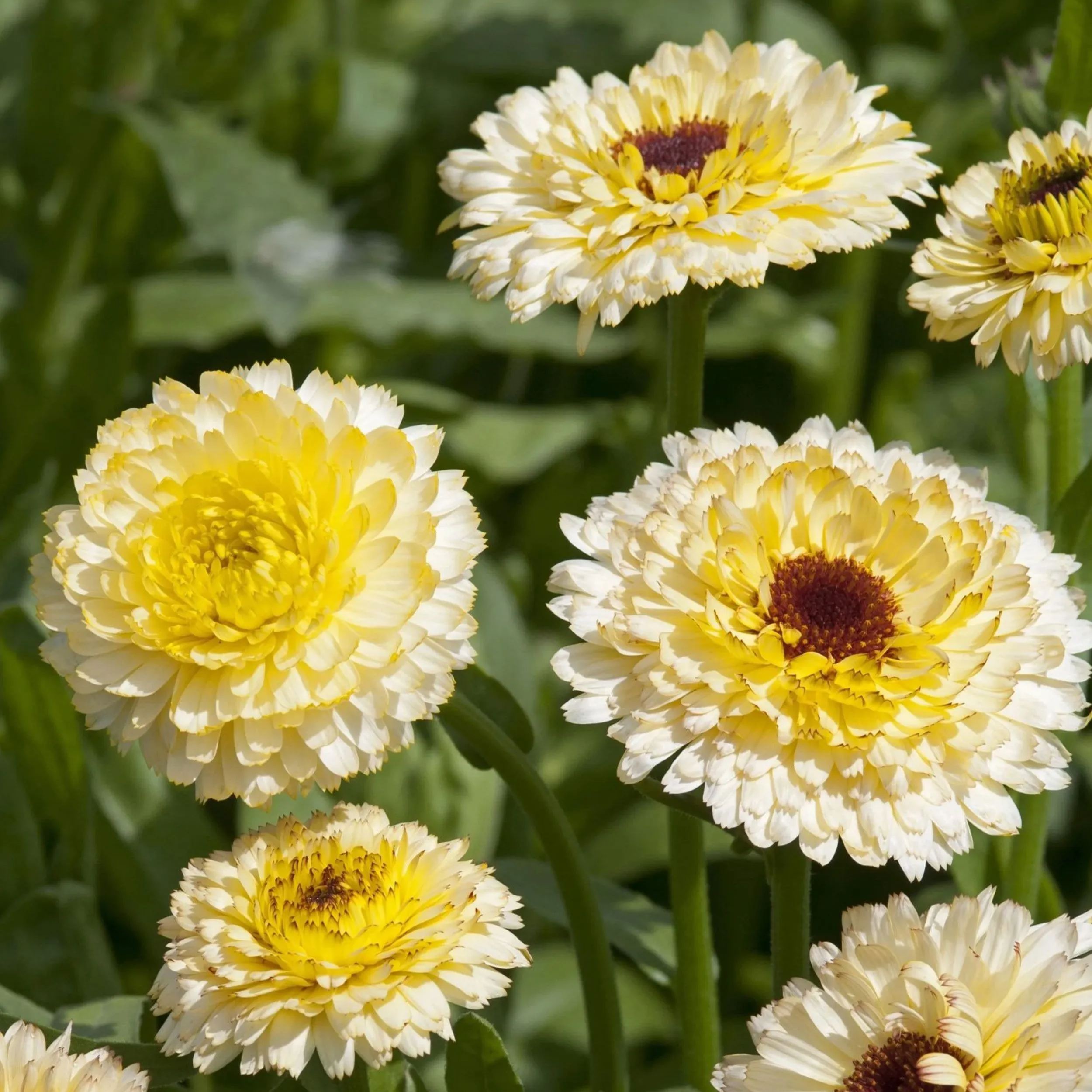 🧡💛 Calendula Flower Seeds