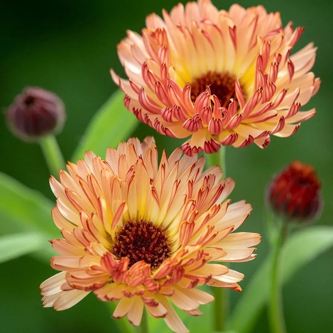 🧡💛 Calendula Flower Seeds