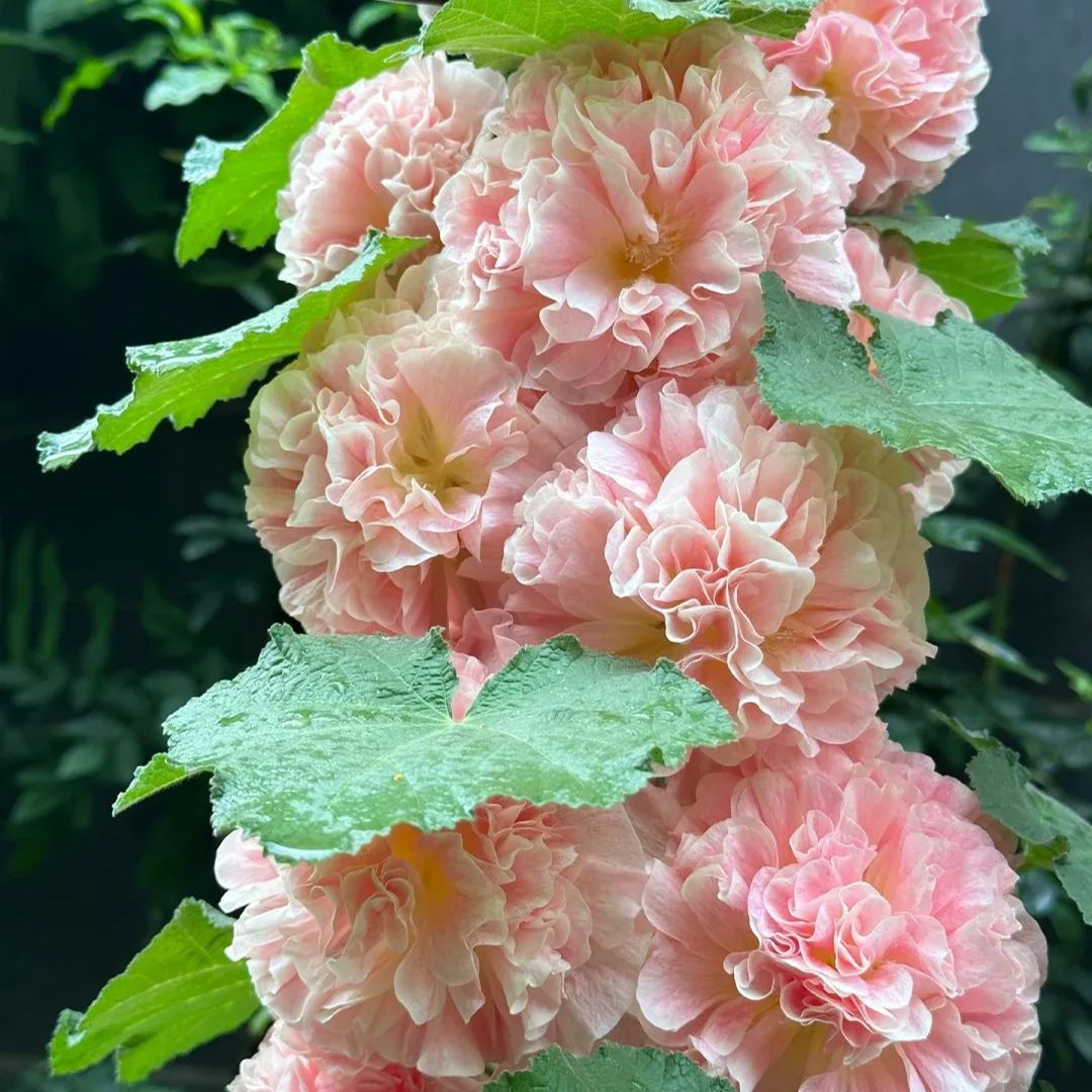 🔥Hot Selling🎨Double Hollyhock Seeds