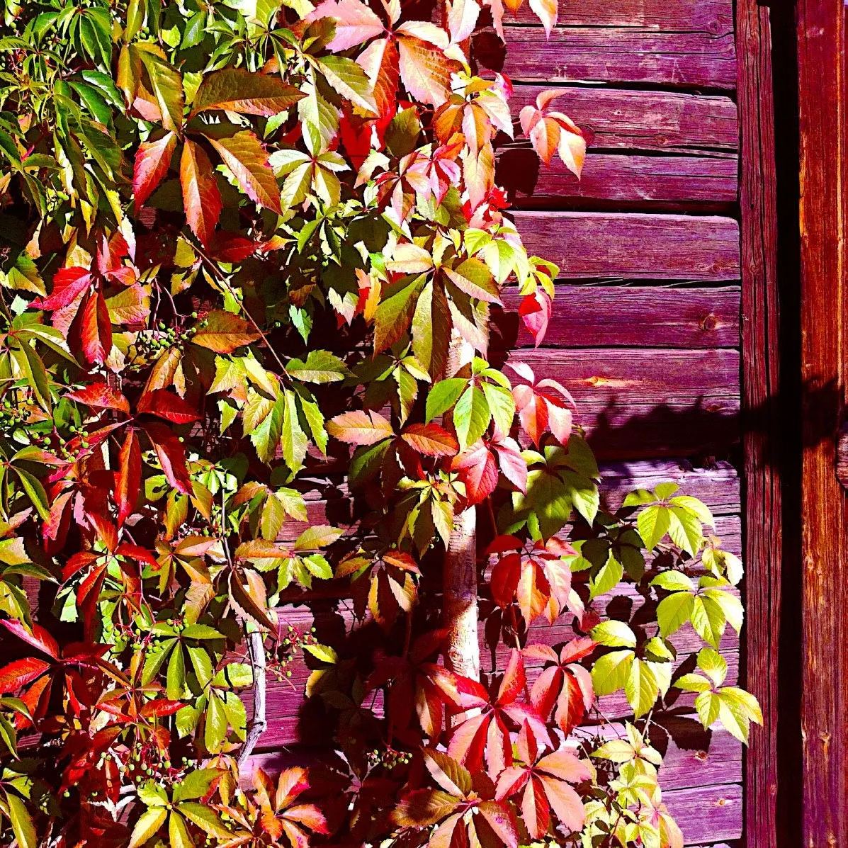 🍁Hardy Plant🔥Virginia Creeper Seeds