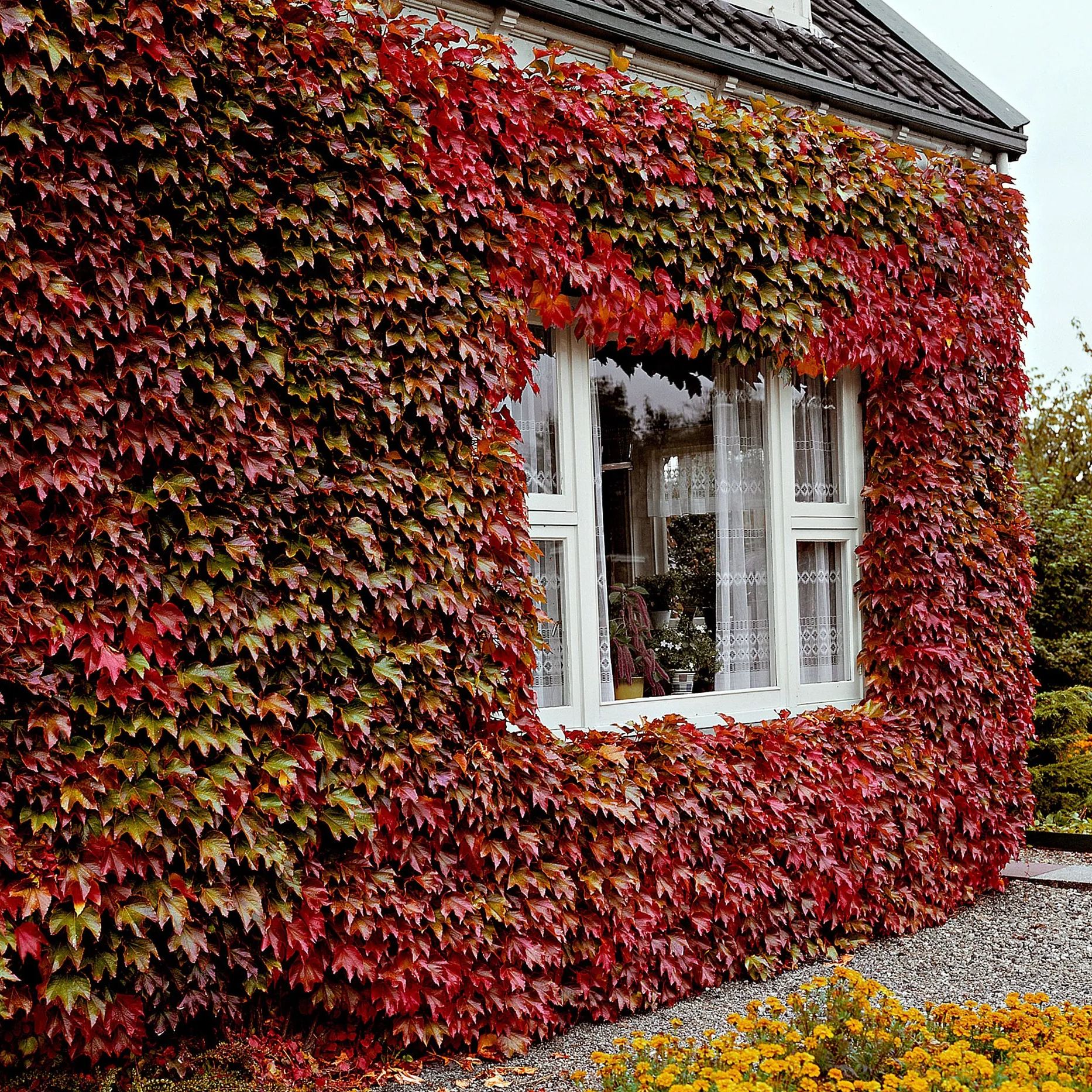 🍁Hardy Plant🔥Virginia Creeper Seeds