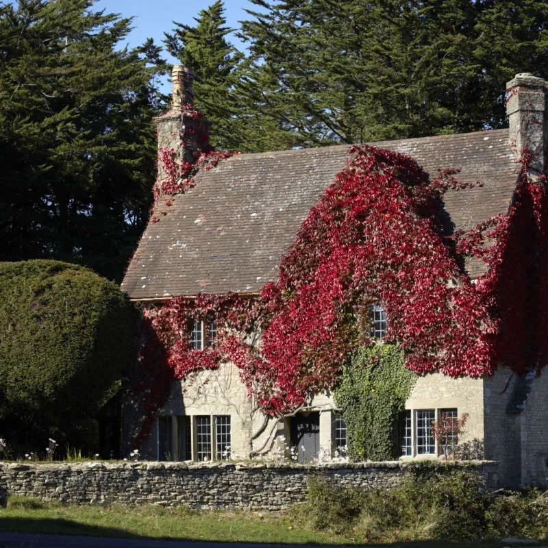 🍁Hardy Plant🔥Virginia Creeper Seeds