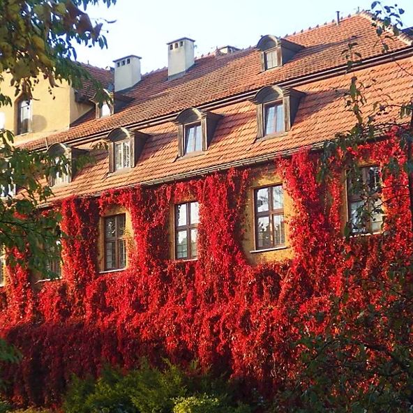 🍁Hardy Plant🔥Virginia Creeper Seeds