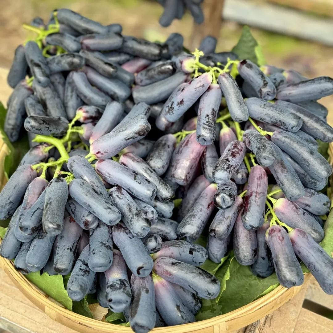 🍇Sapphire Grapes Seeds