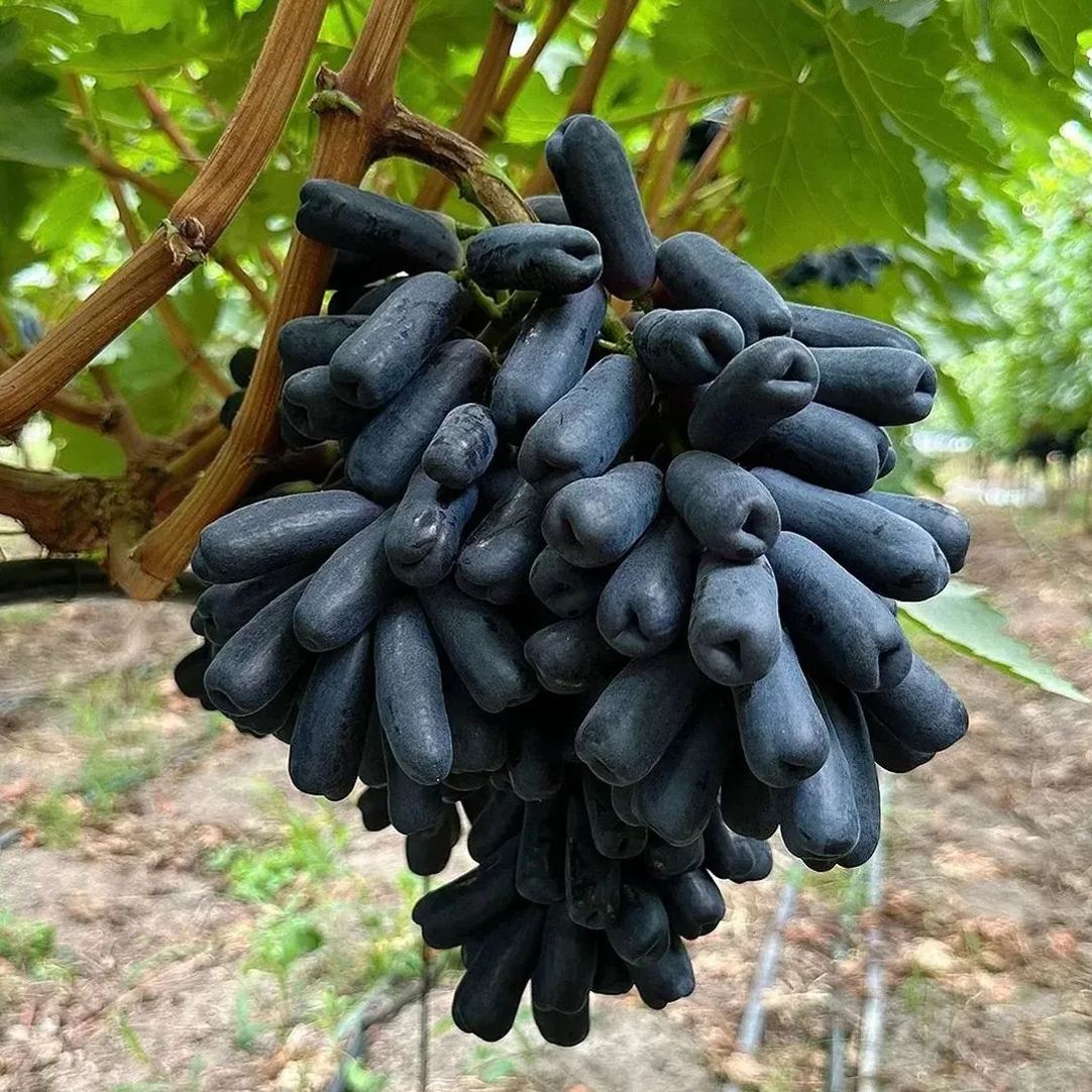 🍇Black Sapphire Grape Seeds