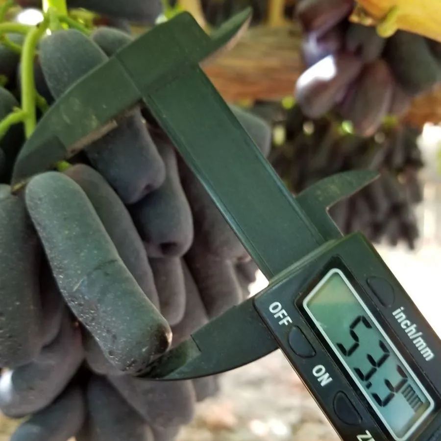 🍇Sapphire Grapes Seeds