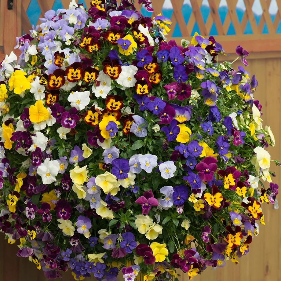 🎨Profuse Blooms · Vibrant Mix✨Mix Pansy Seeds