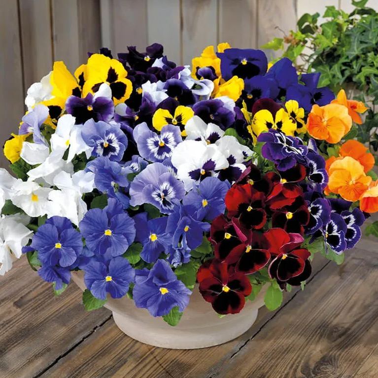 🎨Profuse Blooms · Vibrant Mix✨Mix Pansy Seeds