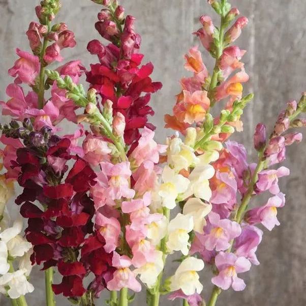 Rainbow Mix Snapdragon Seeds