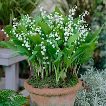 🤍Lily of the Valley Roots💐Fragrant & Timeless