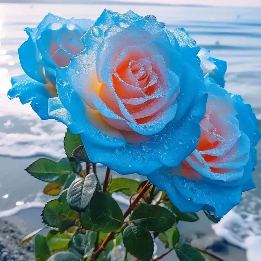 Blue Enchantress Rose Seeds✨