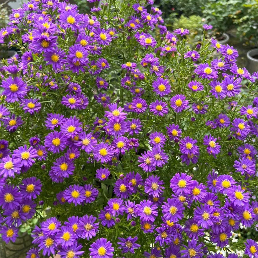 💜Fall Garden Essentials✨Aster Seeds