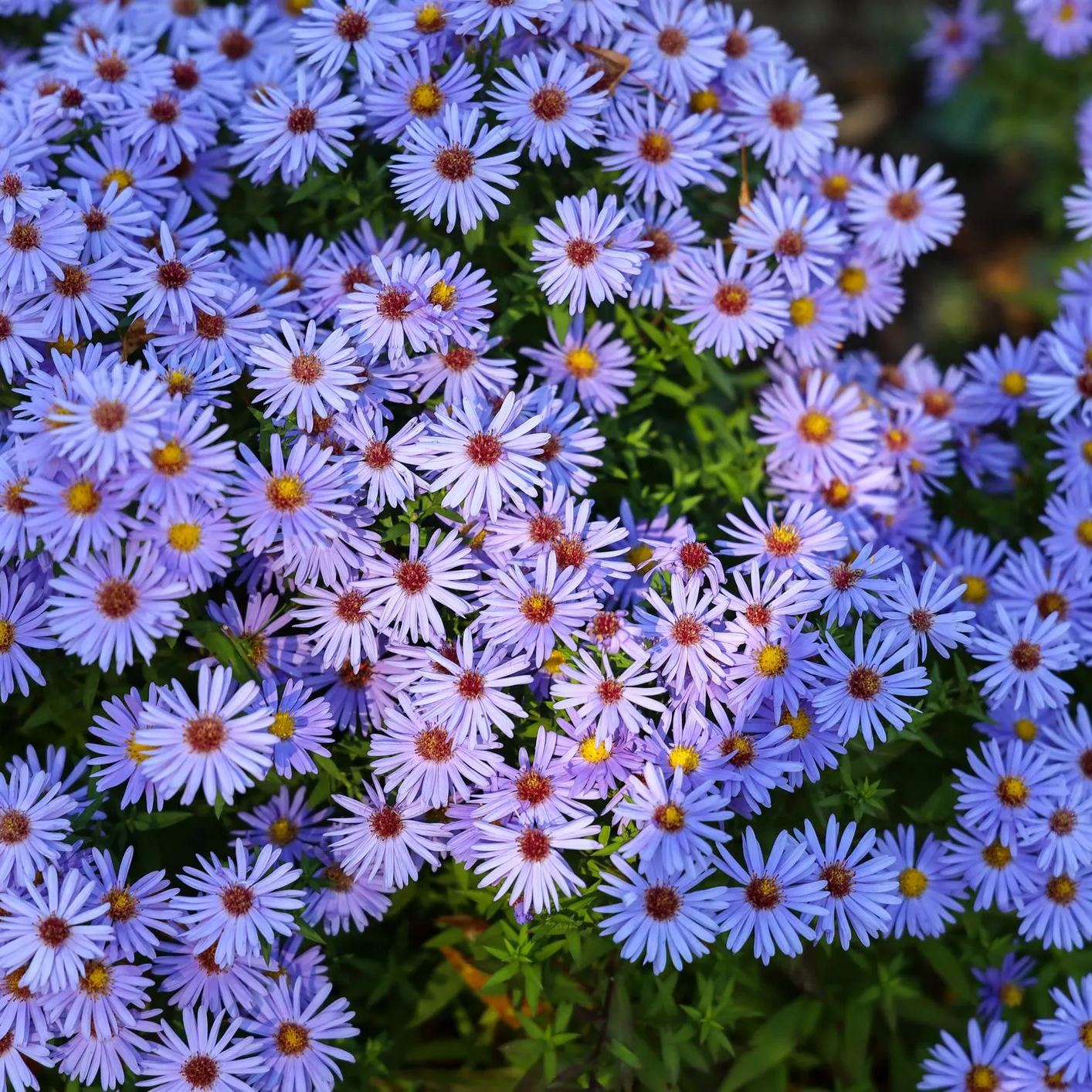💜Fall Garden Essentials✨Aster Seeds