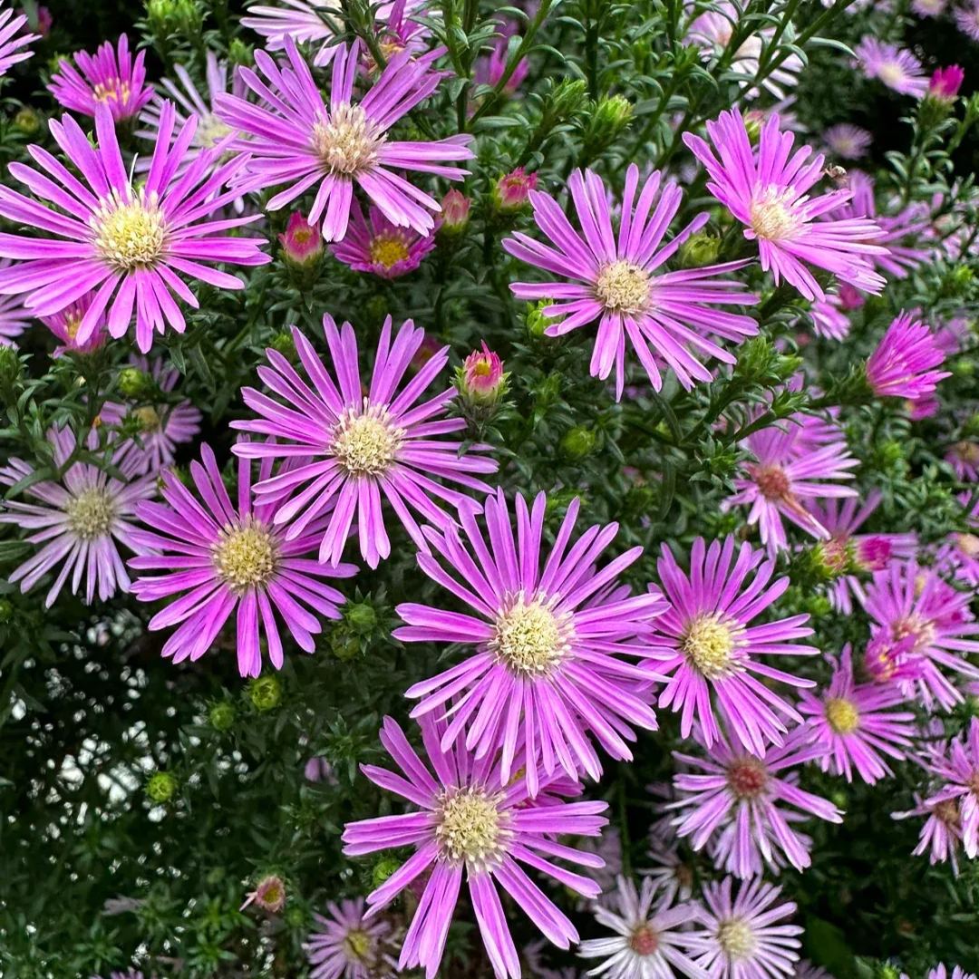 💜Fall Garden Essentials✨Aster Seeds