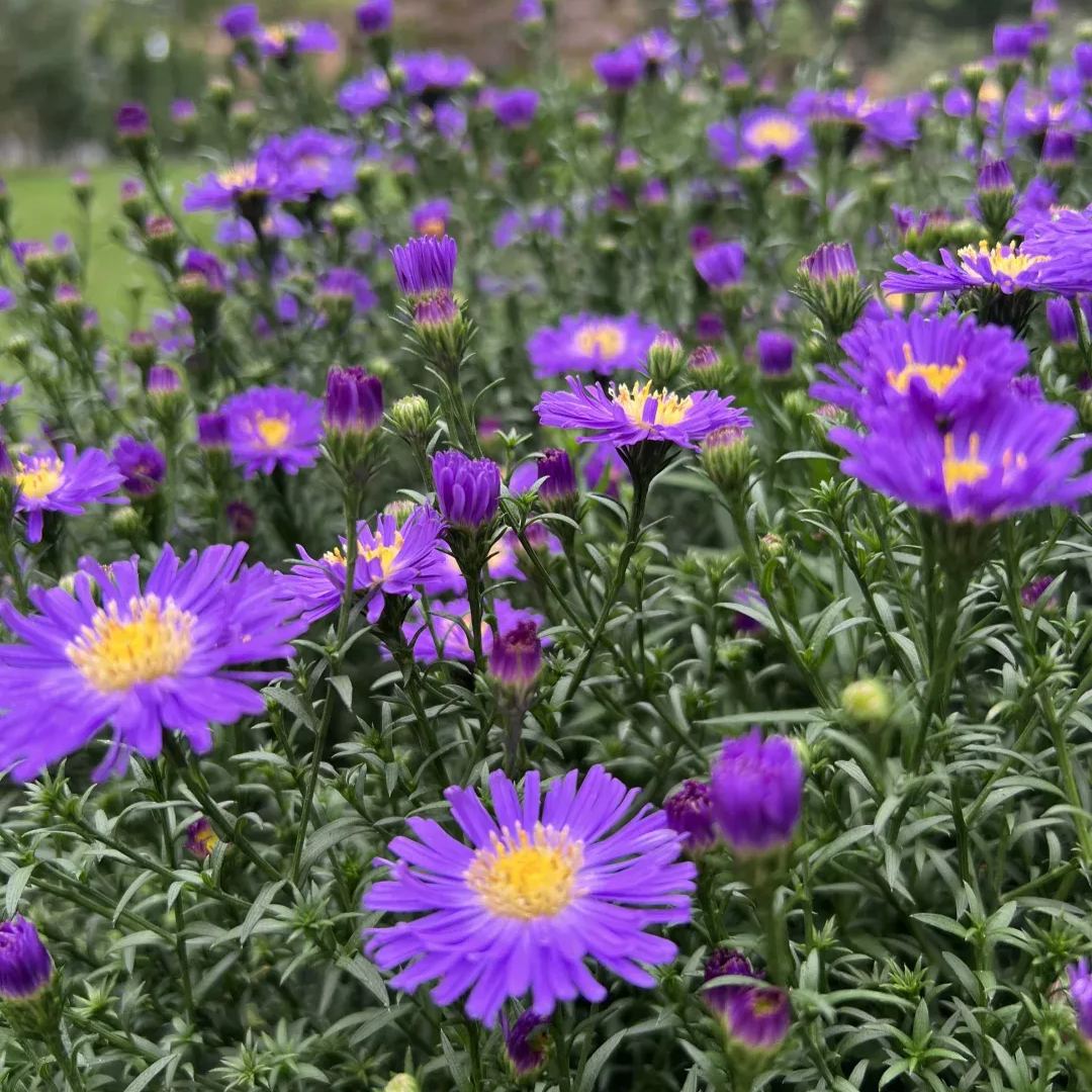 💜Fall Garden Essentials✨Aster Seeds