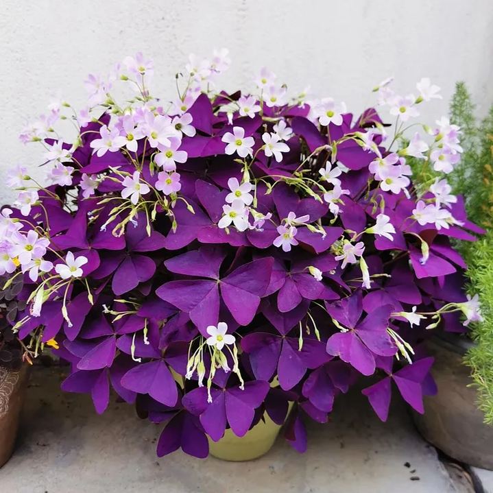 💜Good Luck to You✅Purple Oxalis Seeds
