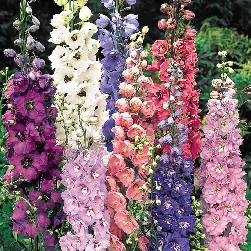 ✨🧑‍🌾 Get Ready for Spring 💐 Delphinium, Foxglove, Lupine Mix
