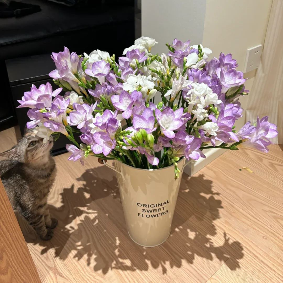 💐 Brighten Your Garden💖 Freesia Bulbs