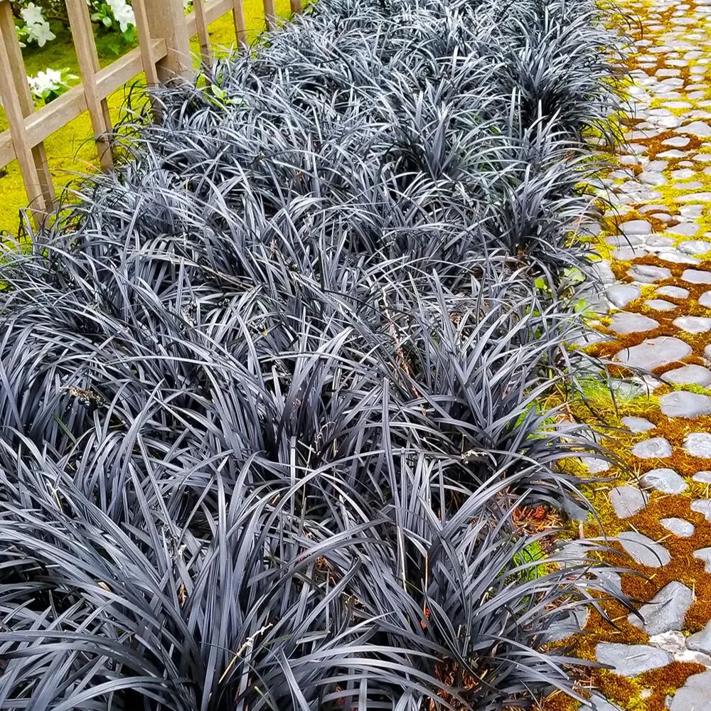 🪴🖤 Black Mondo Grass Seeds – Exotic Elegance for Your Garden