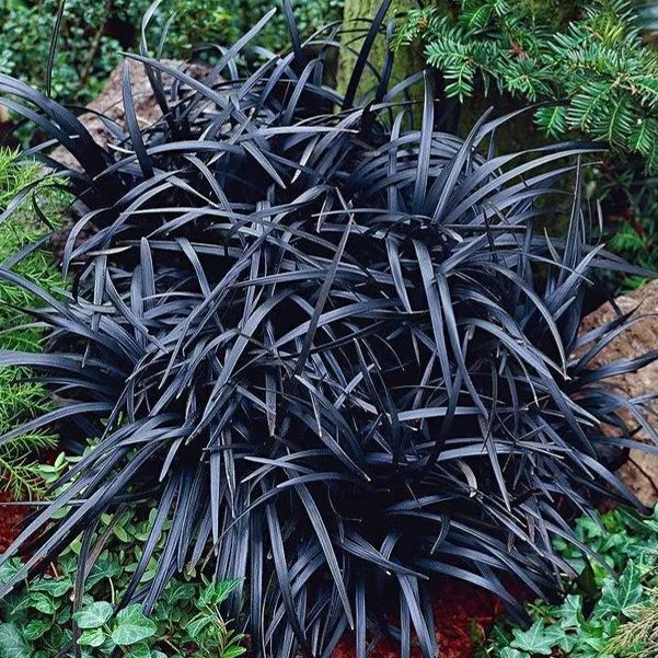 🪴🖤 Black Mondo Grass Seeds – Exotic Elegance for Your Garden