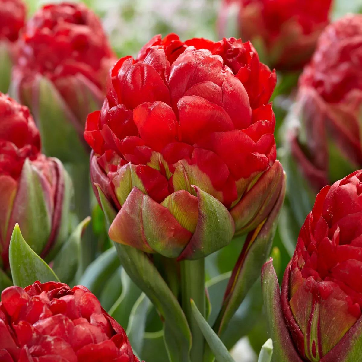 🍦🌷Ice Cream Tulip Collection – A Delightful Trio