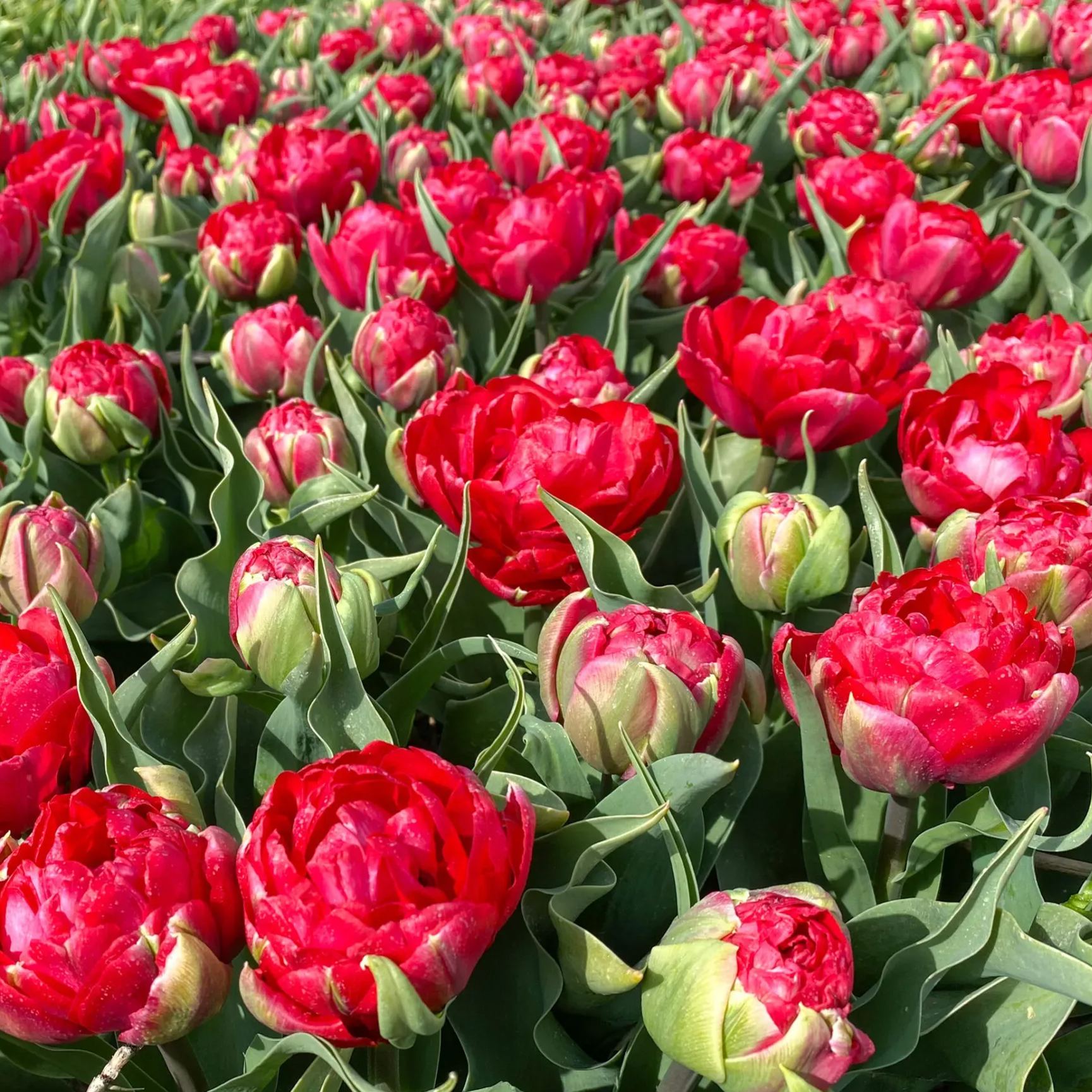 🍦🌷Ice Cream Tulip Collection – A Delightful Trio