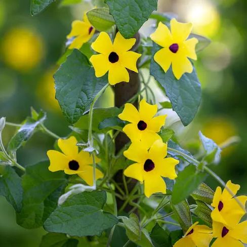 🌼✨Black Eyed Susan Vine Seeds