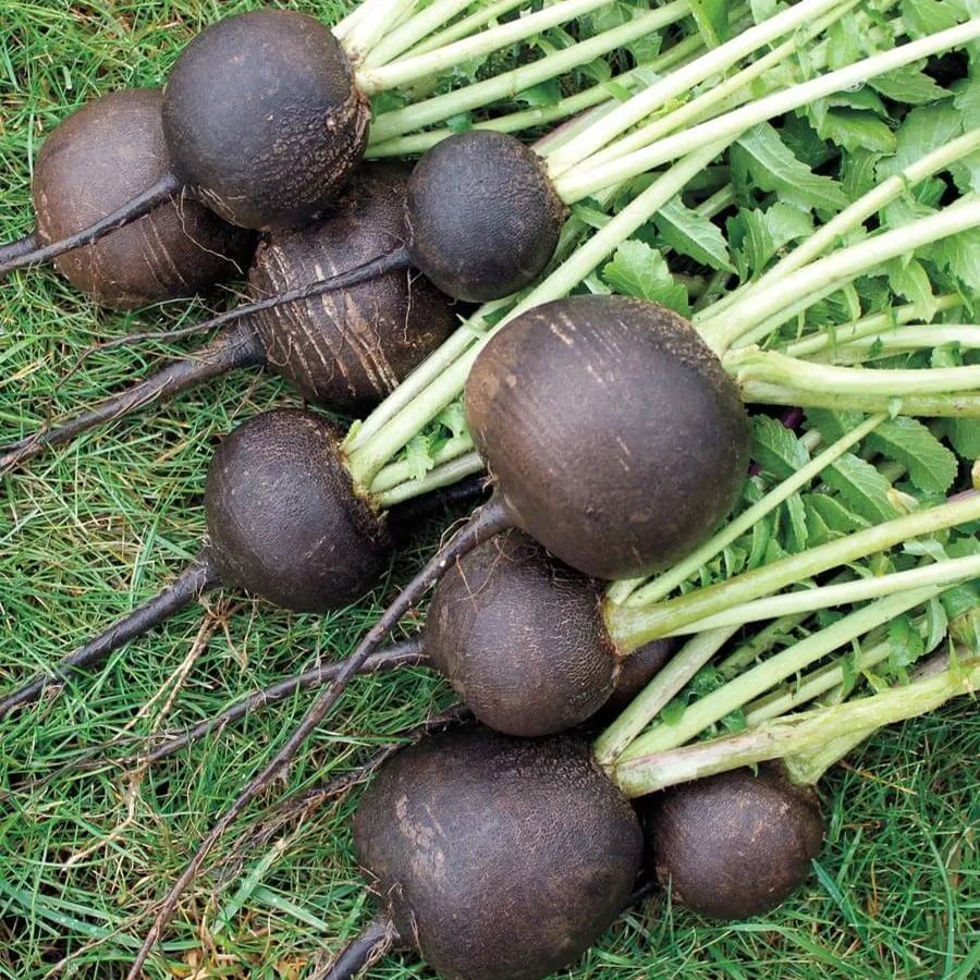 🥗 Black Spanish Radish Seeds