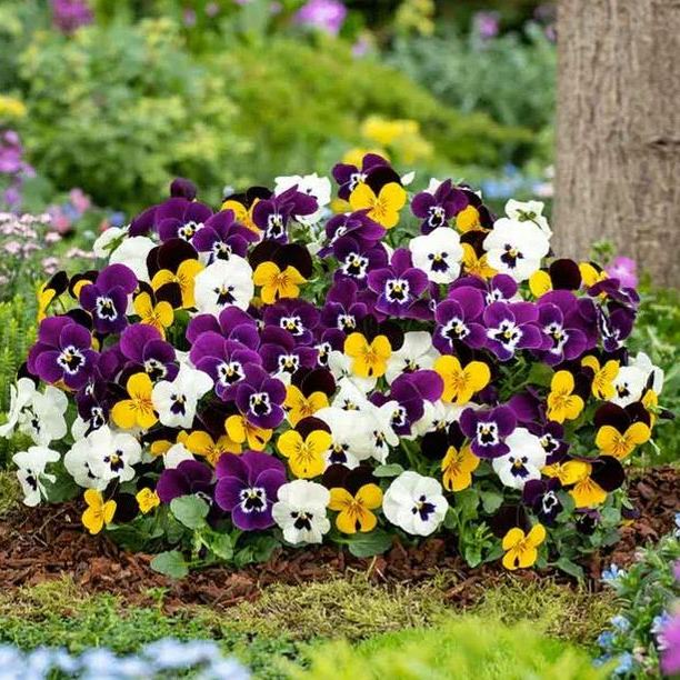 🎨Mix Pansy Seeds✨Profuse Blooms · Vibrant Mix