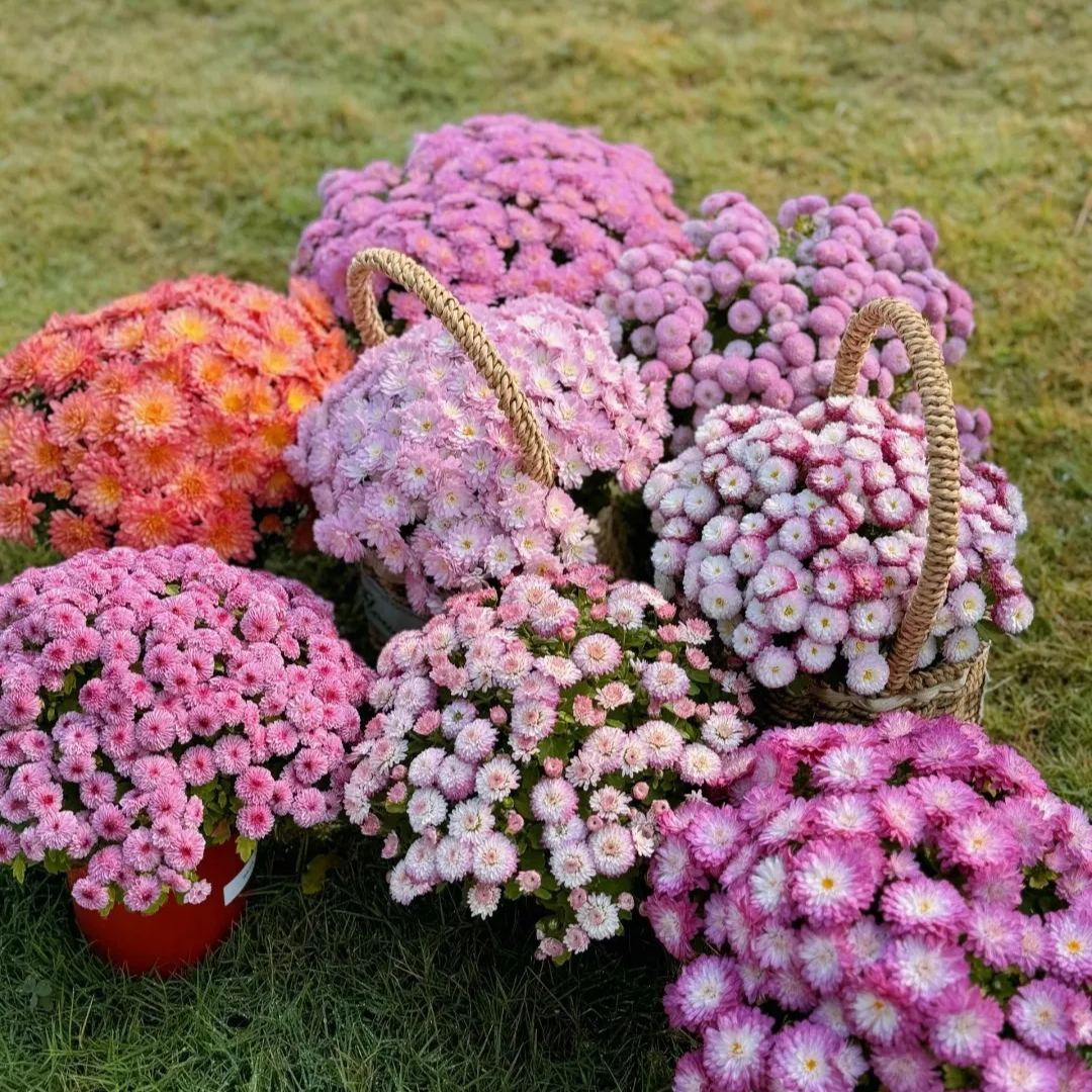 Candy Chrysanthemum Seeds – Sweet Garden Charm 🌸