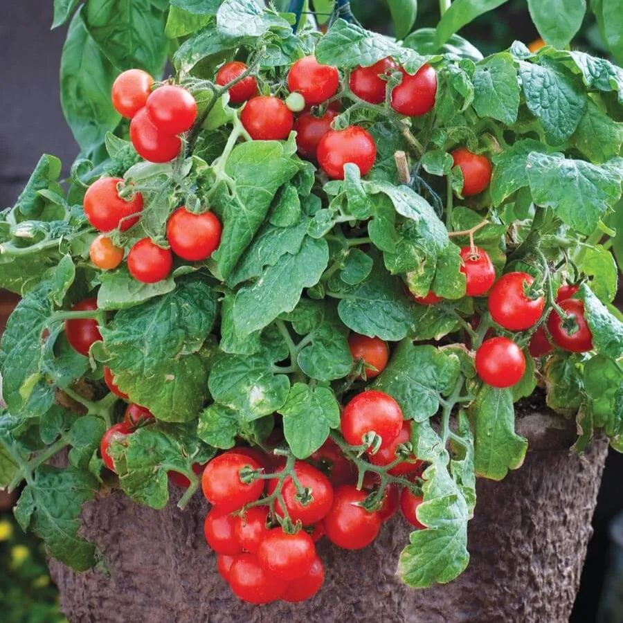 🍅 Compact Harvest: Dwarf Tomato Seeds