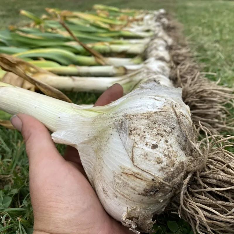 🧄🐘 Elephant Garlic Seeds – Giant Size, Subtle Flavor