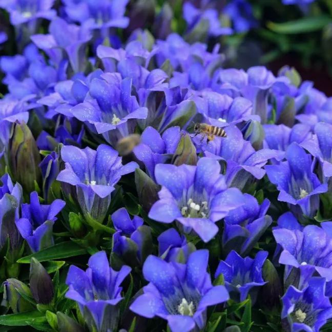 💙 Blue Gentian Seeds – Vibrant Blue Flowers for Gardens