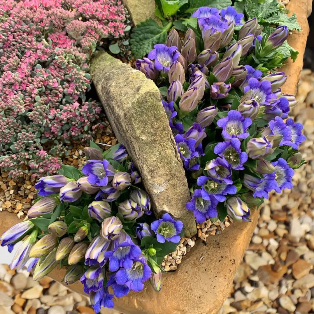 💙 Blue Gentian Seeds – Vibrant Blue Flowers for Gardens