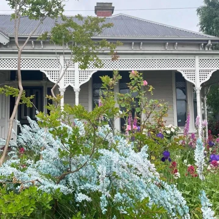 🌱 Rare Ixia viridiflora Bulbs – A Spring Garden Gem!