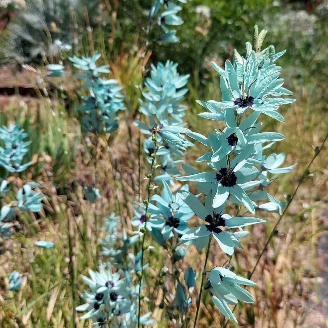 🌱 Rare Ixia viridiflora Bulbs – A Spring Garden Gem!