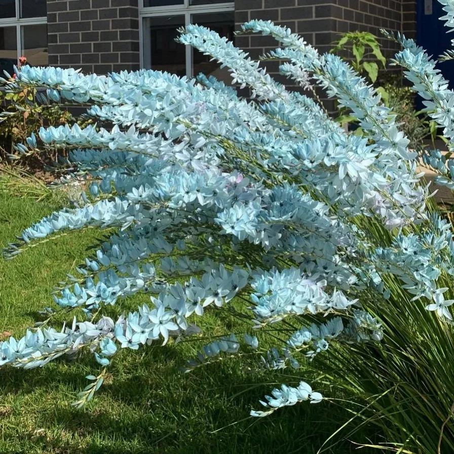 🌱 Rare Ixia viridiflora Bulbs – A Spring Garden Gem!