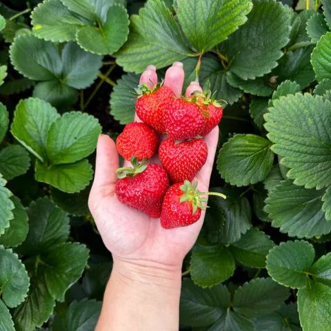 🍓 Albion Strawberry Seeds - Everbeaer / All Season