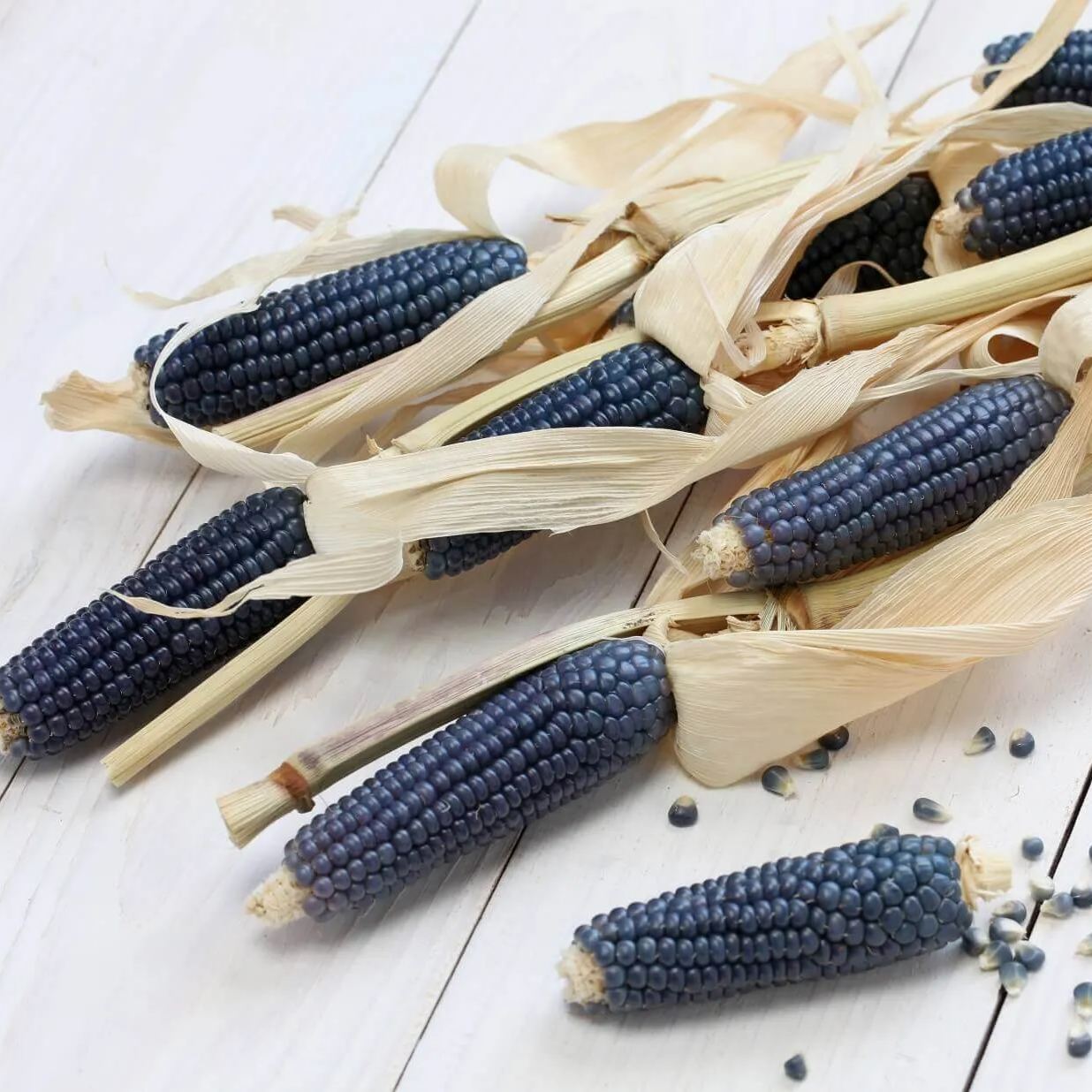 🌽 Blue Hopi Corn Seeds – A Unique Heritage Crop for Your Garden