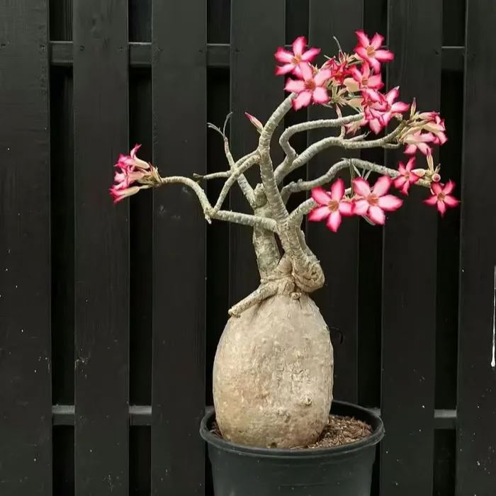 🌵🌹 Dive into Desert Beauty: Desert Rose Seeds for Your Tranquil Haven!