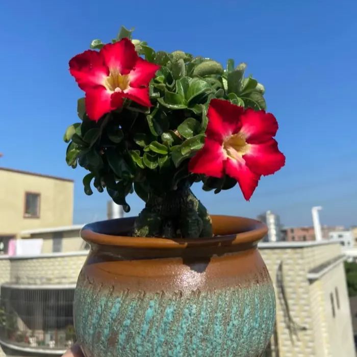 🌵🌹 Dive into Desert Beauty: Desert Rose Seeds for Your Tranquil Haven!