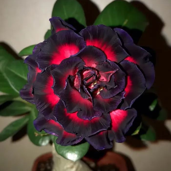 🌵🌹 Dive into Desert Beauty: Desert Rose Seeds for Your Tranquil Haven!