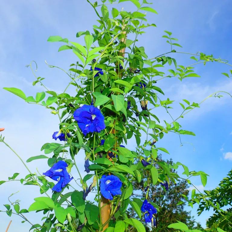 Blue Butterfly Pea Flower Seeds – Grow Stunning Edible Blooms 🌸💙