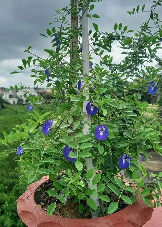 Blue Butterfly Pea Flower Seeds – Grow Stunning Edible Blooms 🌸💙