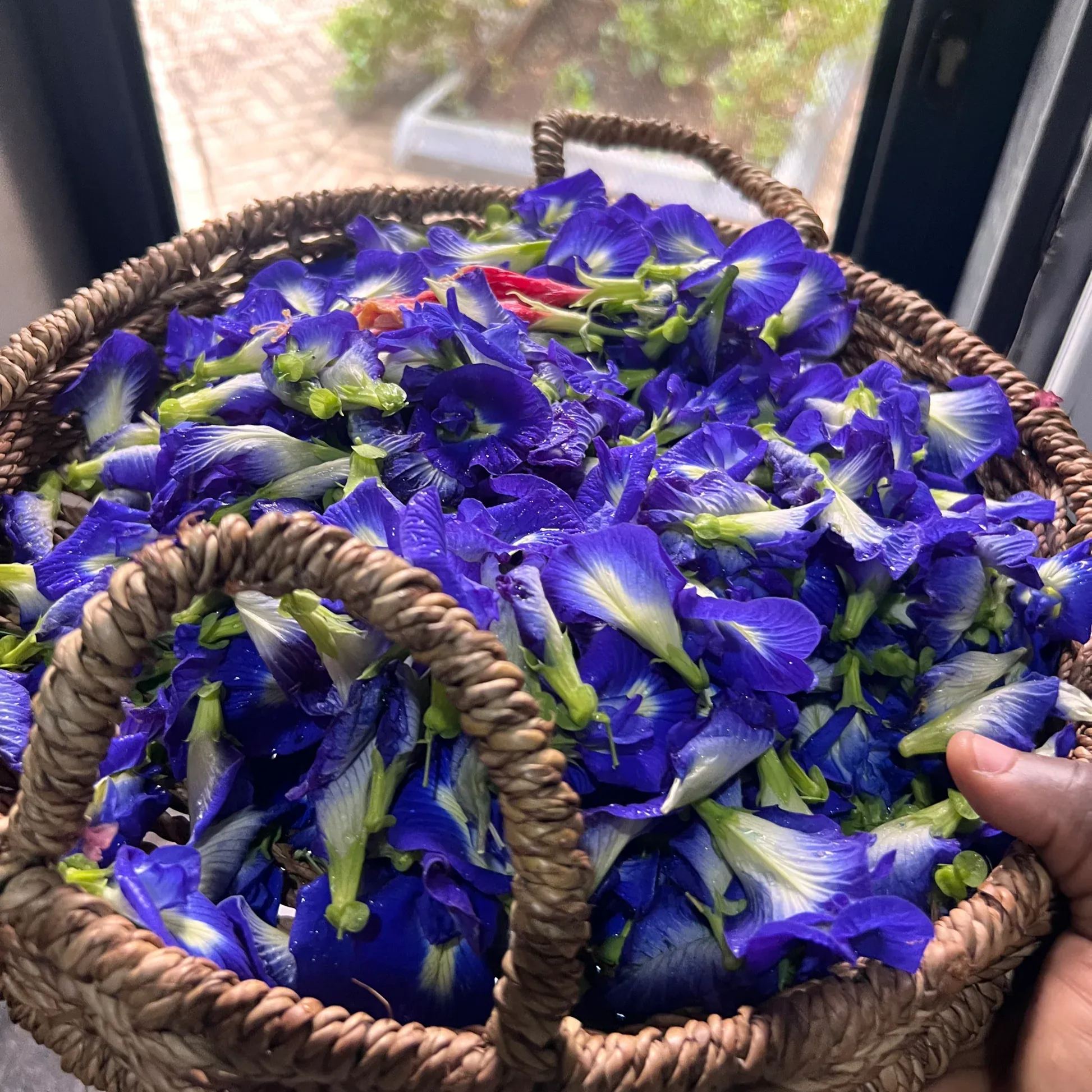 Blue Butterfly Pea Flower Seeds – Grow Stunning Edible Blooms 🌸💙