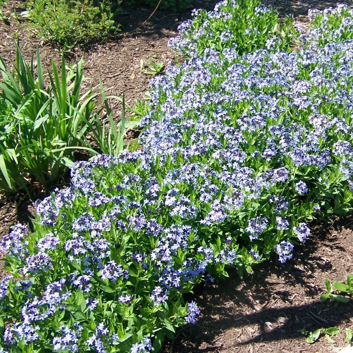 💙 Blue Ice Amsonia Seeds – Stunning Blue Starflower for Elegant Gardens