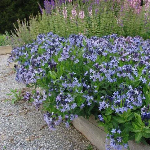 💙 Blue Ice Amsonia Seeds – Stunning Blue Starflower for Elegant Gardens