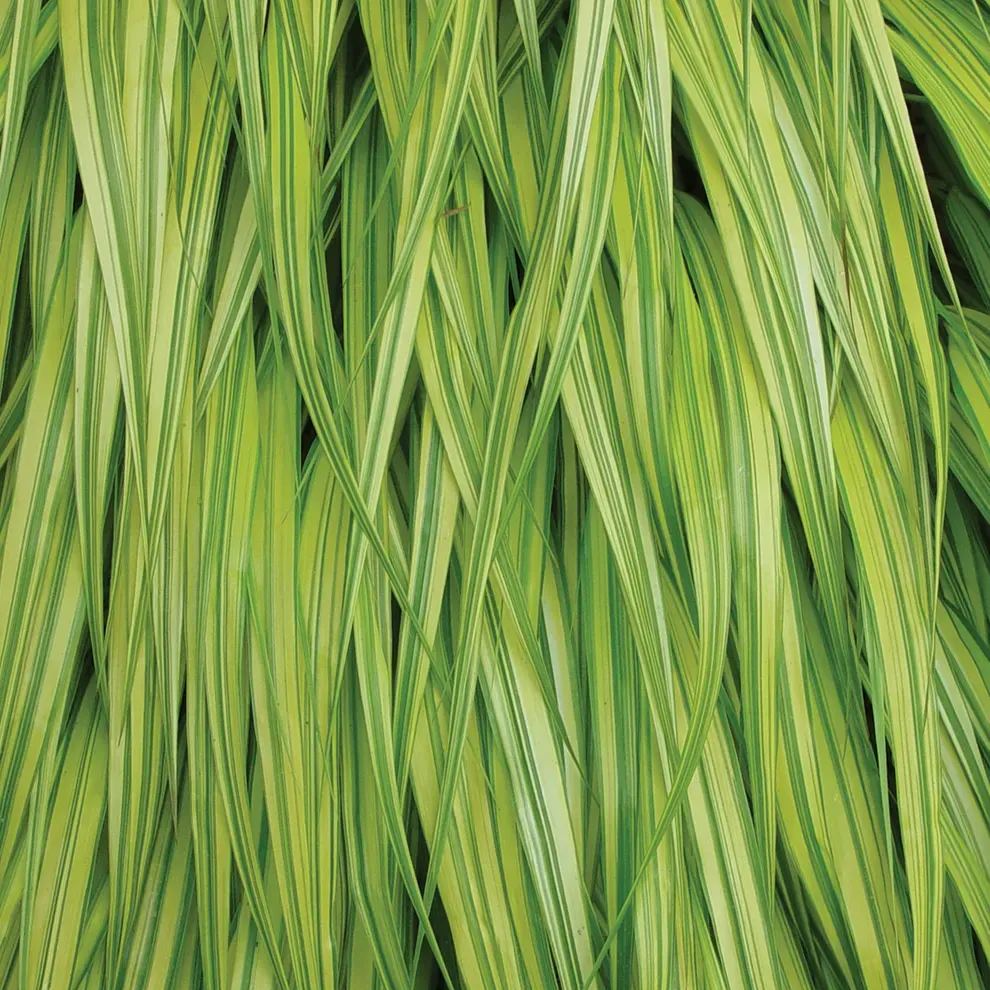 🌿 Aureola Hakonechloa Seeds – Beautiful Golden Japanese Forest Grass